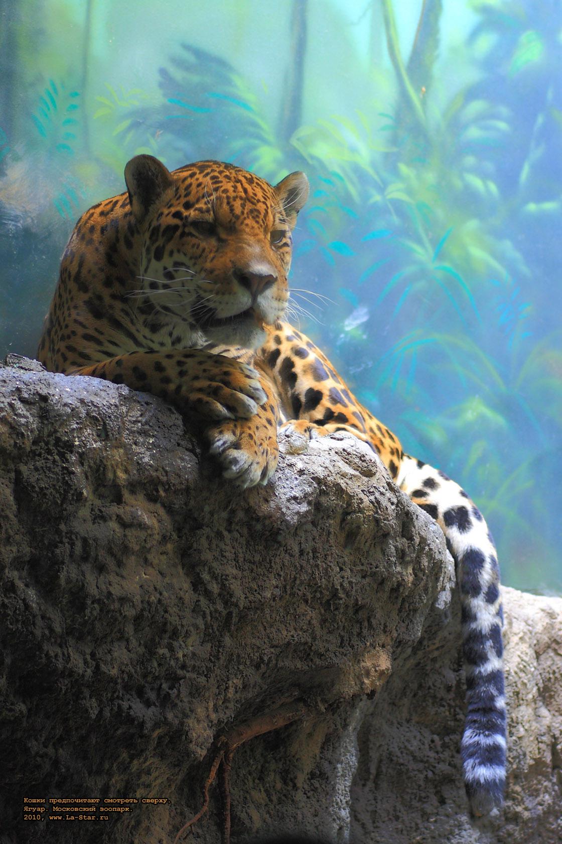 ����� ������������ �������� ������. �����. :: Cats prefer to see from height. Jaguar.