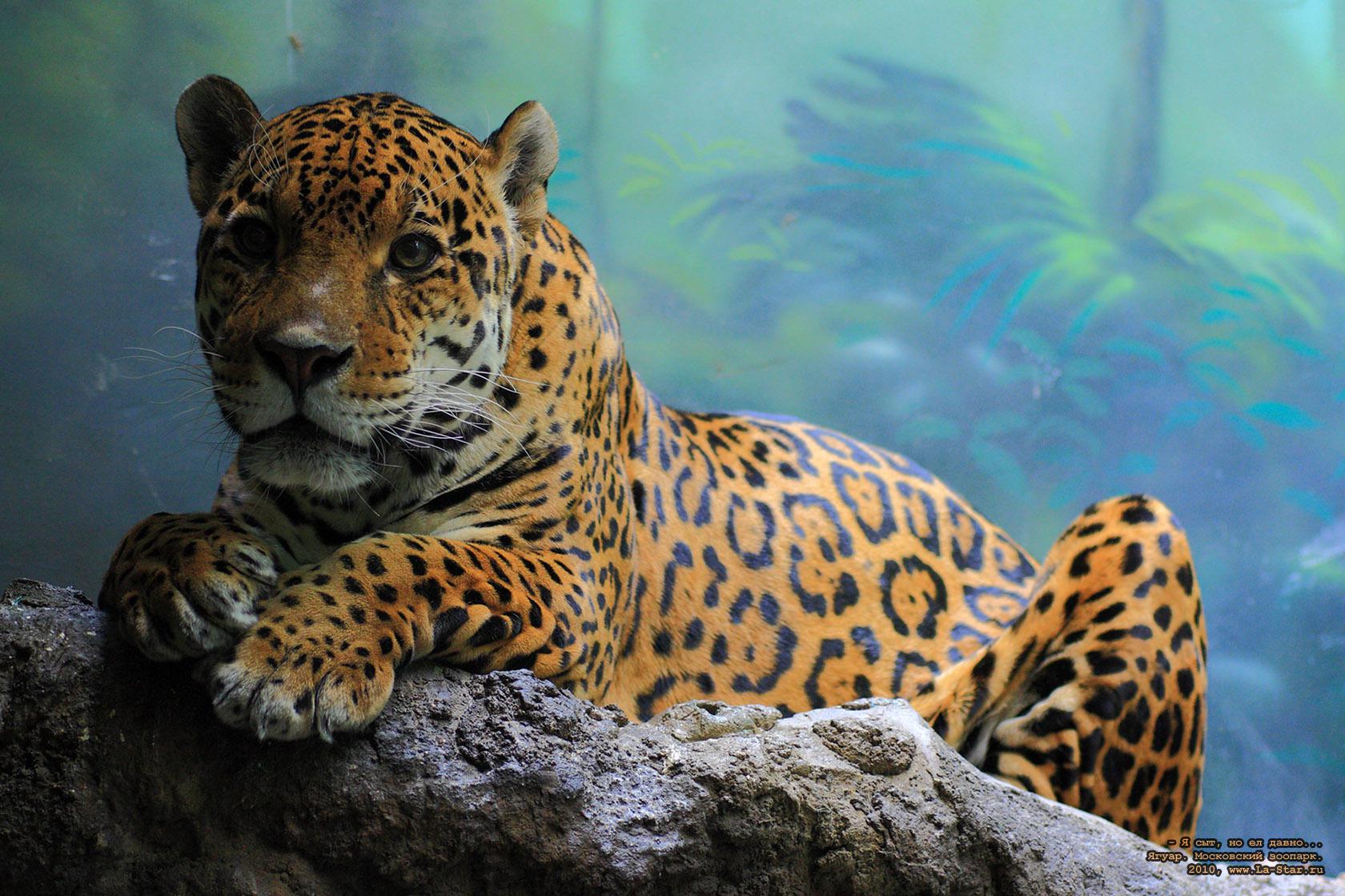 - � ���, �� �� �����... �����. :: 