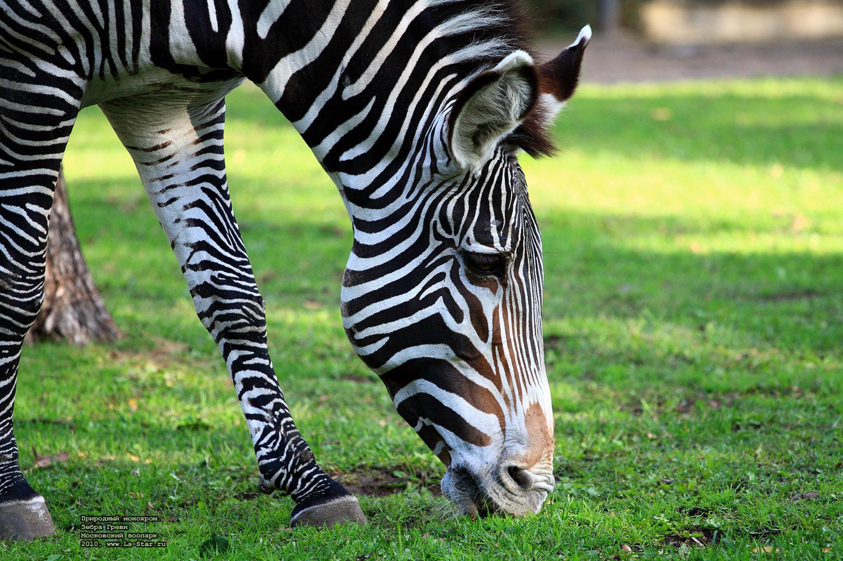 ��������� ��������. ����� �����. :: Nature monochrome. Grevyi Zebra.